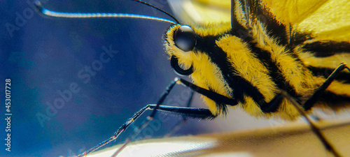 wasp on a leaf