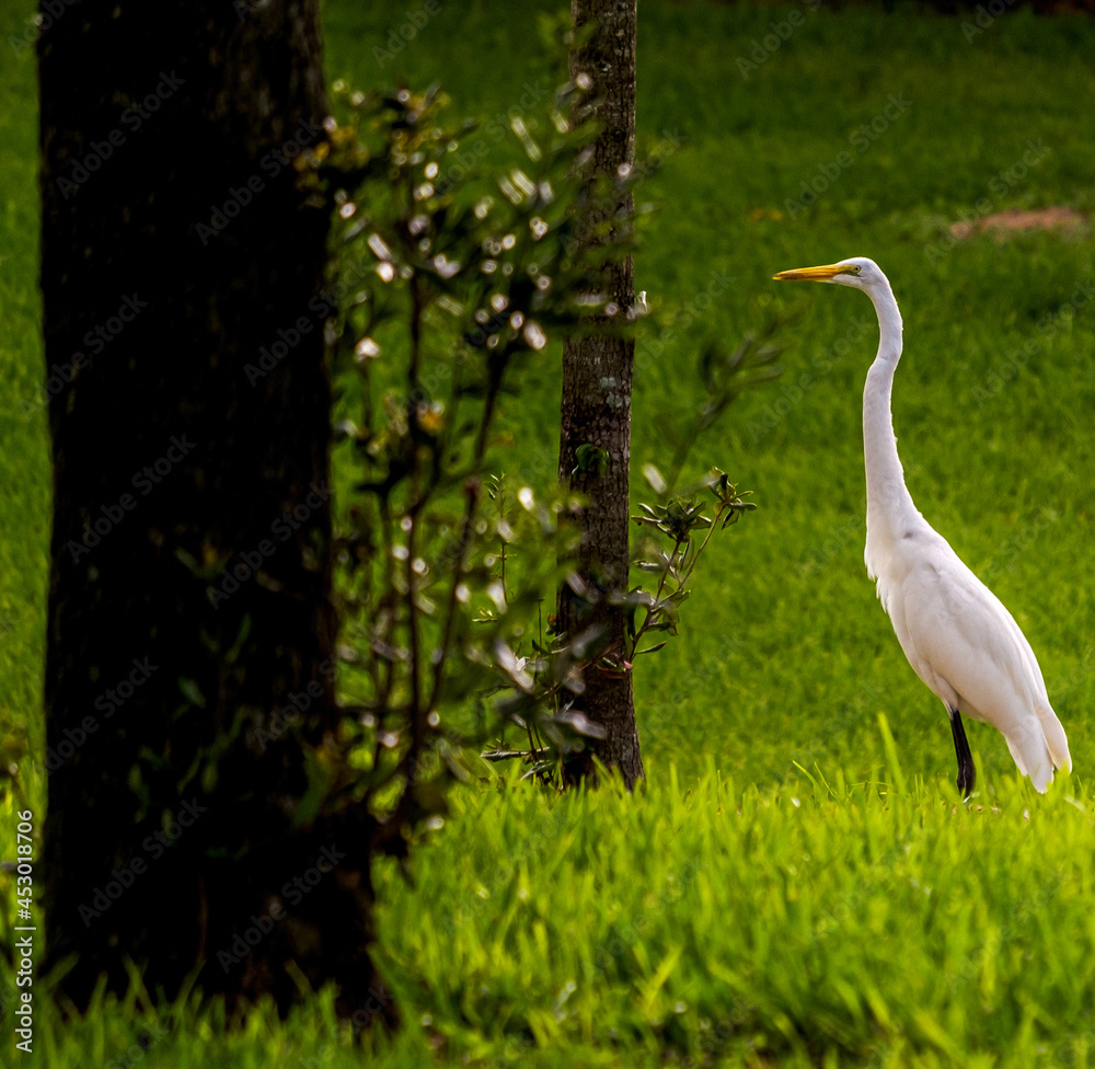 Obraz premium great blue heron