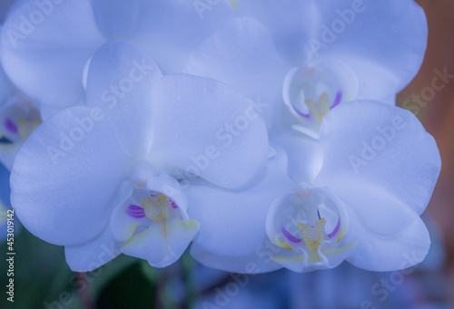 Beautiful Orchid flower blooming