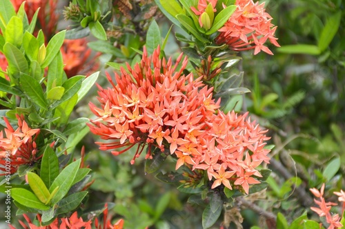 ixora flower in nature garden