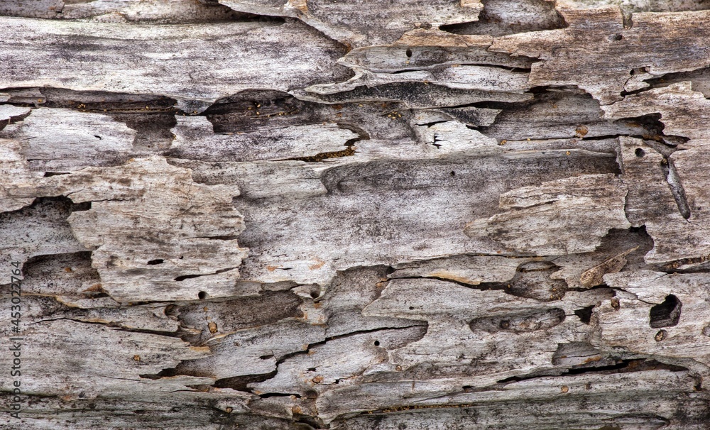 The surface of an old teak wood for natural background, in shallow focus The surface of an old teak wood for natural background, in shallow focus