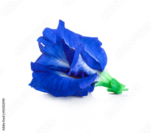Butterfly pea or Blue pea flower isolated on white background. (Clitoria ternatea)