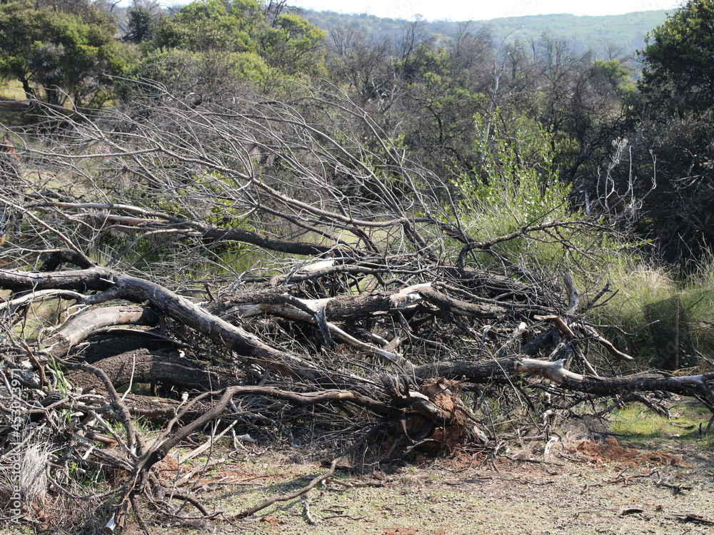 Restauración con Especies Nativas luego de incendios forestales de 2017. Predio La Estrella, Cauquenes, Región del Maule, Chile. Restauración con Especies Nativas luego de incendios forestales de 2017. Predio La Estrella, Cauquenes, Región del Maule, Chile.