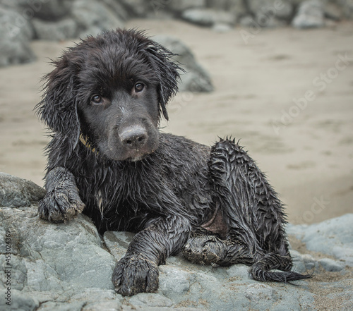 Adorable wet sandy furry black puppy at the beach with curious expression 
