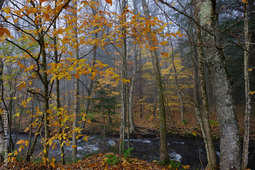 Foggy and misty morning on a Vermont stream during the fall autumn season Foggy and misty morning on a Vermont stream during the fall autumn season