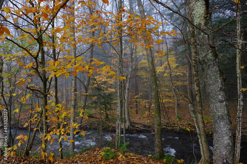 Foggy and misty morning on a Vermont stream during the fall autumn season