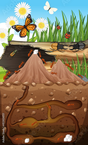 Underground animal burrow with ant family