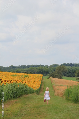 Fields of Bright Yellow Sunflowers
 photo