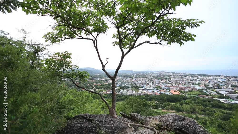 Natural video background on a high mountain overlooking the surrounding landscape, with various trees and large rocks, with the wind blowing through the leaves in a cool blur throughout the journey. Natural video background on a high mountain overlooking the surrounding landscape, with various trees and large rocks, with the wind blowing through the leaves in a cool blur throughout the journey.