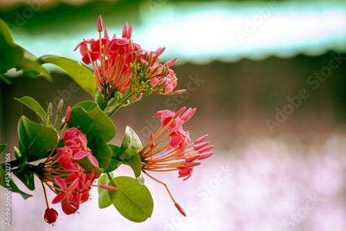 Beautiful view of Ixora coccinea flowering plant. Also known as jungle geranium, flame of the woods or jungle flame. National flower of Suriname. Selective focus photo