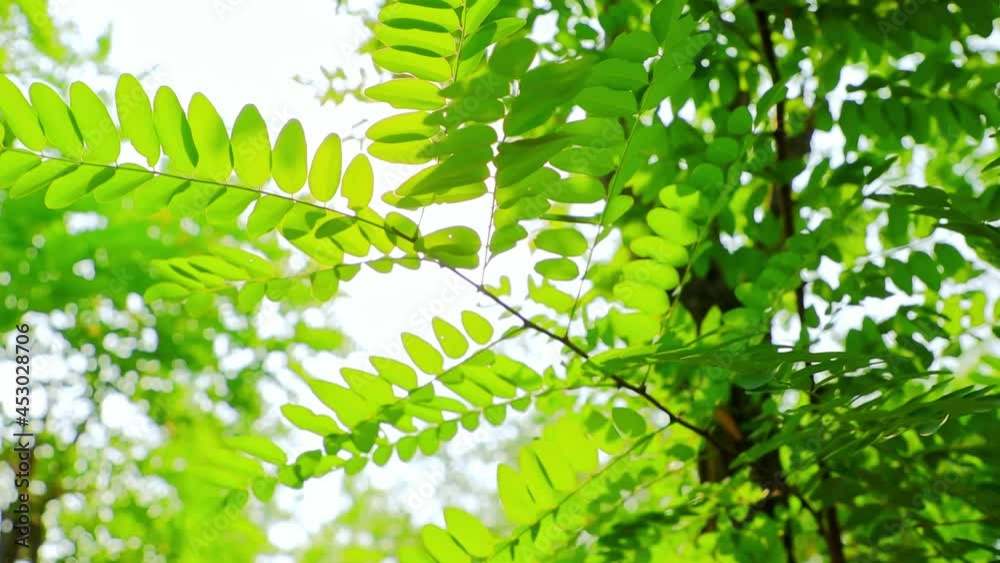 In summer, sun shines brightly through green leaves. In summer, sun shines brightly through green leaves.