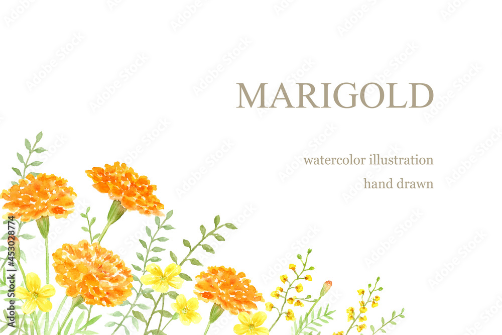 マリーゴールドと黄色い花の水彩イラスト Stock ベクター Adobe Stock