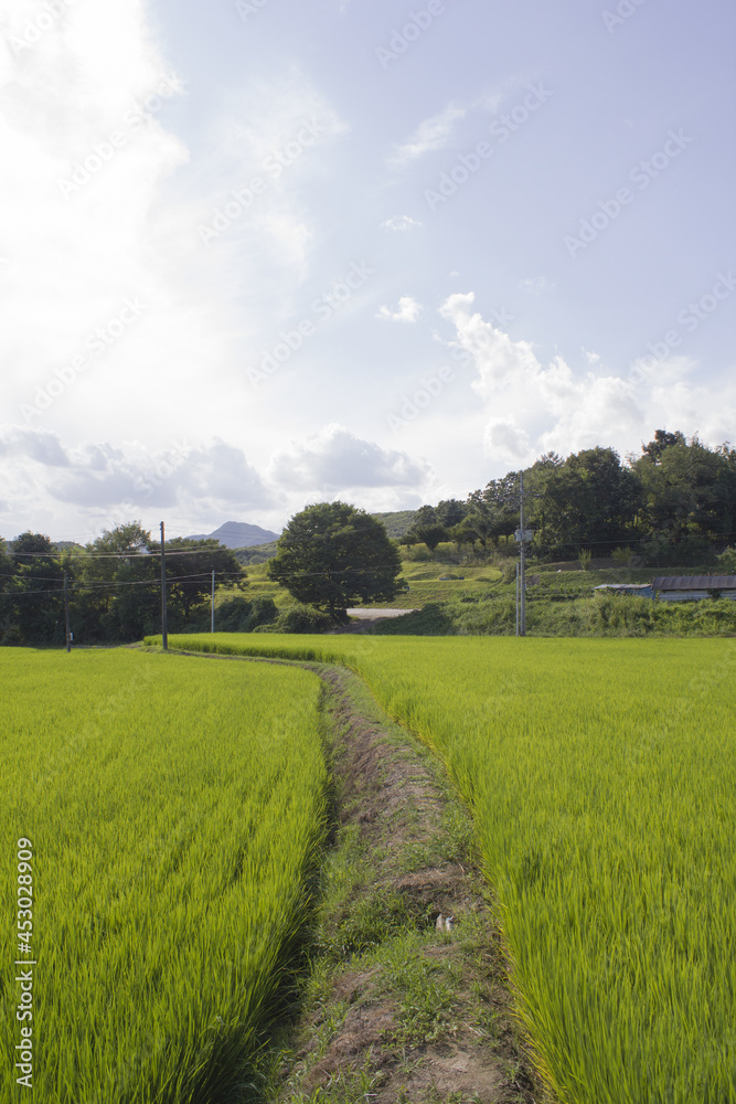 summer Green rice field landscape.