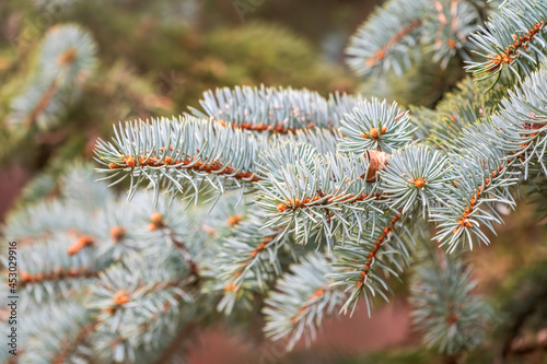 Background of green spruce branches in sunset light