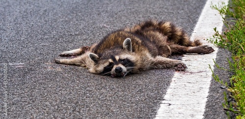 Cuadro en lienzo Ein überfahrender Waschbär am Straßenrand