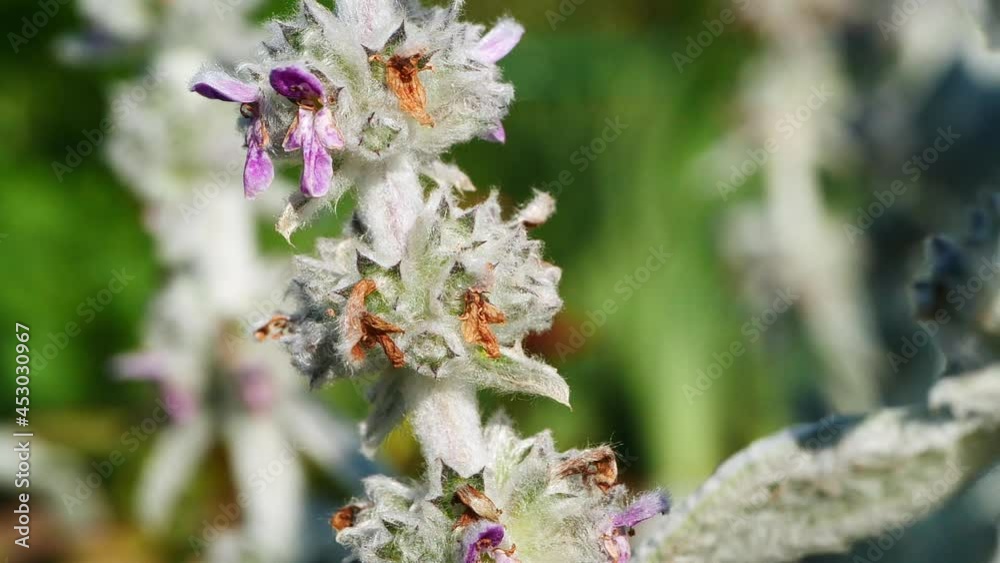 On a sunny summer day, a bumblebee collects nectar from a stachys flower On a sunny summer day, a bumblebee collects nectar from a stachys flower