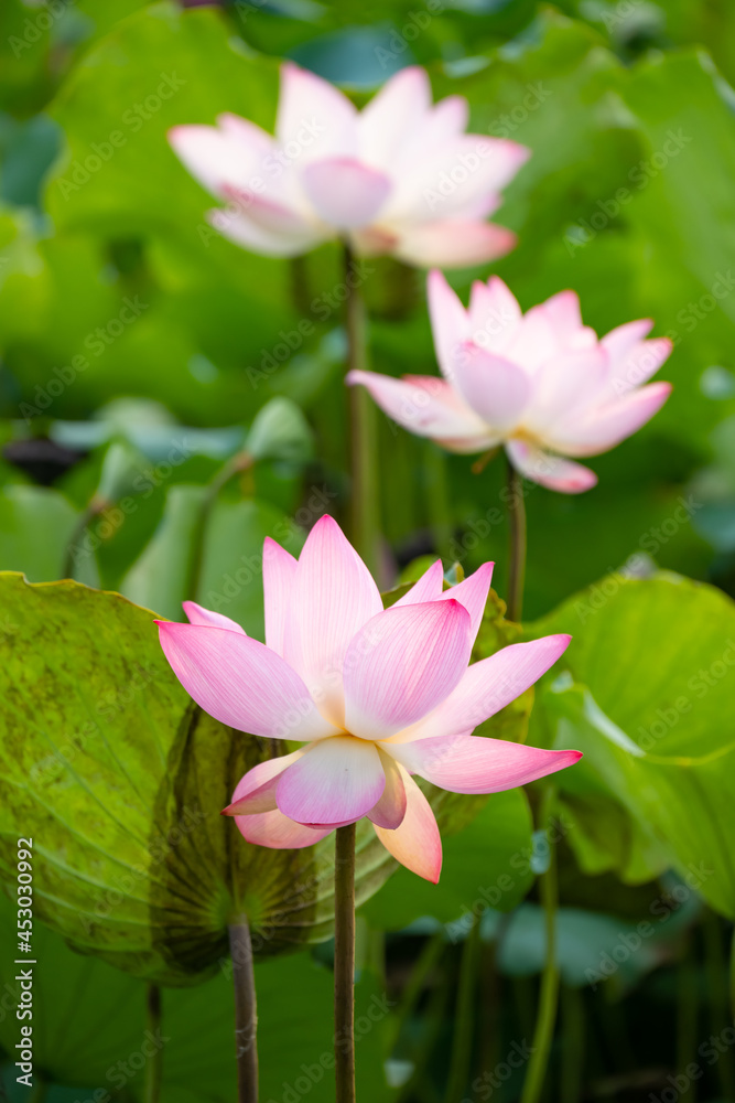 blooming lotus flowers vertical composition