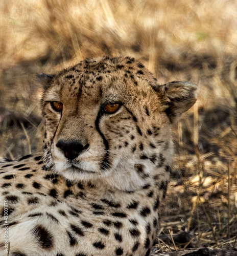 On Watch cheetah in the Serengeti  savanna near the Mara river in Tanzania. 