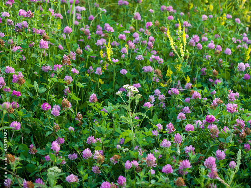 Clover grows in a meadow against a background of green grass. Close-up Clover grows in a meadow against a background of green grass. Close-up