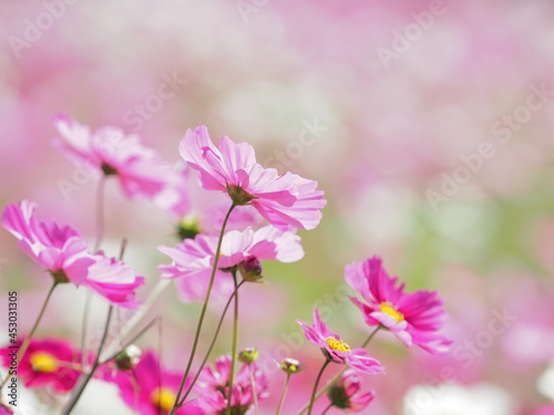 たくさん咲いたコスモス © KAZ