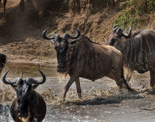 The crossing starts and the panic begins. as Wildebeest begin to cross the Mara River in Tanzania during the yearly migration.