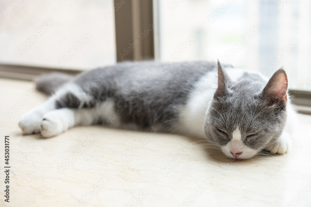 a young British shorthair cat laying down near a window
