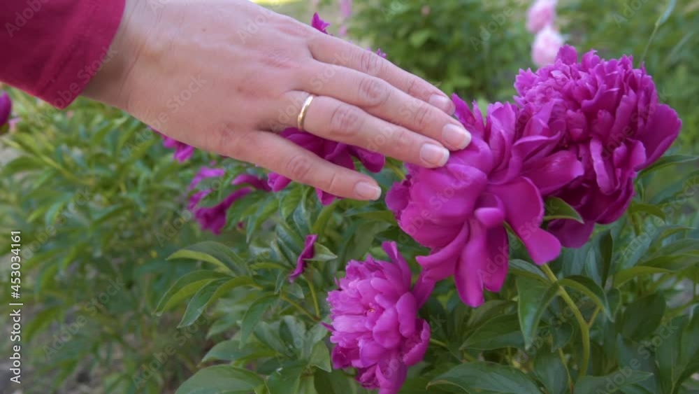 Woman Hand Gently Touching Brightly Pink Peony Flowers. Female hand touches Peony flowers. The woman gently and gently walks her hand over the tops of Peony flowers Woman Hand Gently Touching Brightly Pink Peony Flowers. Female hand touches Peony flowers. The woman gently and gently walks her hand over the tops of Peony flowers