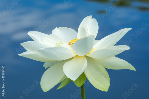 青い水面をバックに白いハスの花