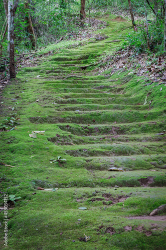 algae on ladder road in the green forest