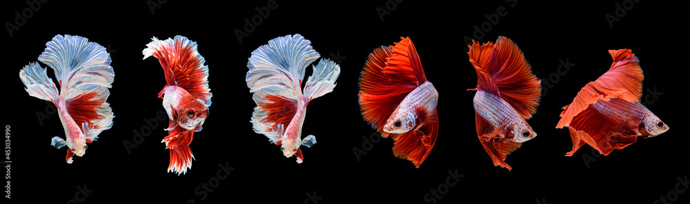 Red betta fish, a collection of fish swimming in various poses. ornamental fish betta in the water
