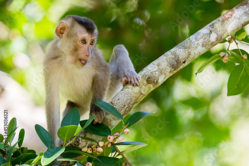 monkey face, monkey, park, travel, tropical, beautiful, asia, animal, animals, ape, barbados, beauty, climbing, cute, forest, funny, fur, green, jungle, macaque, mammal, monkeys, natural, nature, prim