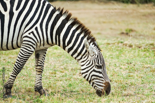A close-up photo of a profile of a zebra grazing in the Masai Mara National Reserve in Africa