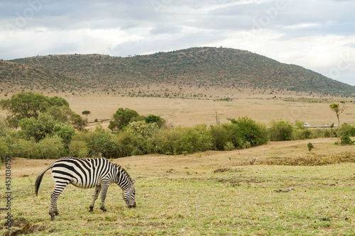 A zebra in the vast land of the Masai Mara National Reserve in Africa