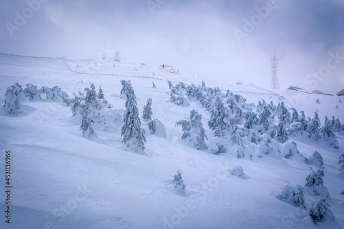 Frosty fog at the top of the Kopaonik National Park in Serbia. Very cold and windy. Frosty branches of pine and fir trees against the backdrop of mountains. © Alexey Oblov