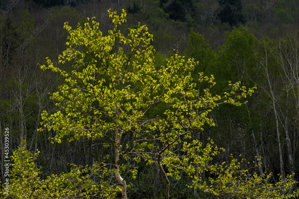 Fototapeta premium バケカンバの枝先の若葉が透過光に照らされてキラキラ光っている