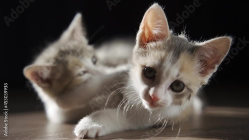 Two Little Kittens Playing. Wrestling Small Cats indoors. Playful Pets Bite Each Other.