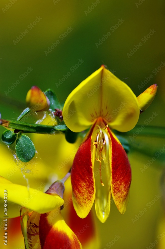 Obraz premium Spring flowers