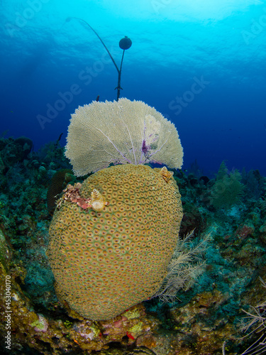 Wide-mesh seafan and Great star coral (Grand Cayman, Cayman Islands) photo