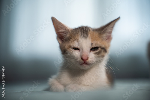 Portrait of a young Norwegian Forest kitten during sleep. Look at the photographer. On the bed. Very thin in dof dept of field focus tiny small.