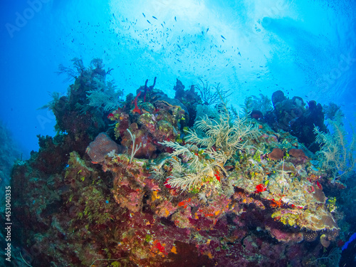 Fototapeta Naklejka Na Ścianę i Meble -  Coral bommie (Grand Cayman, Cayman Islands)