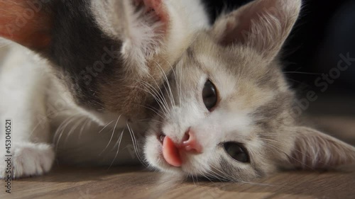 Two Little Kittens Playing. Wrestling Small Cats indoors. Playful Pets Bite Each Other.