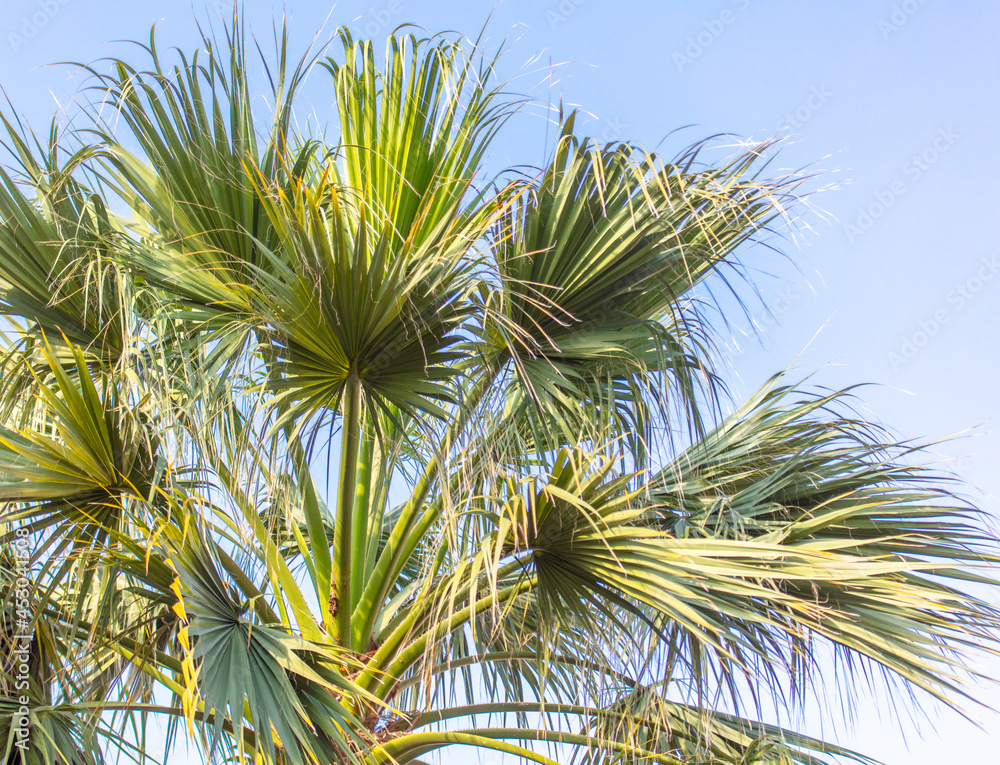 Green leaves and branches of a palm tree. Green leaves and branches of a palm tree.