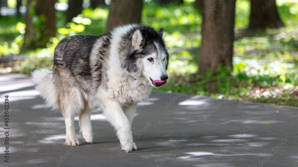 Portrait of a dog walking along the road Portrait of a dog walking along the road