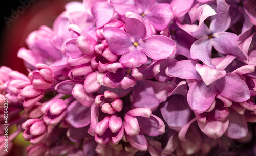 Lilac flowers on nature as a background.