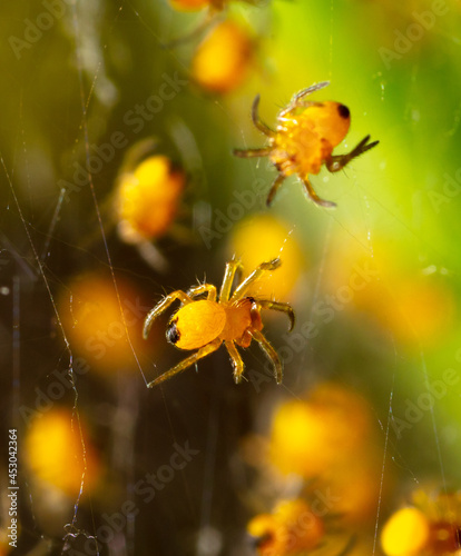 Close-up of small yellow spiders in nature. © schankz