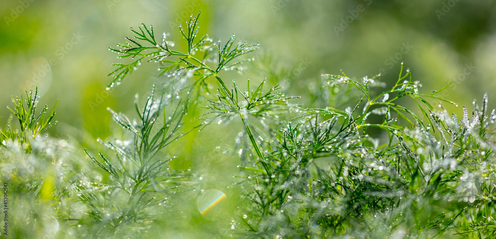 Drops of water on dill in the vegetable garden. Drops of water on dill in the vegetable garden.