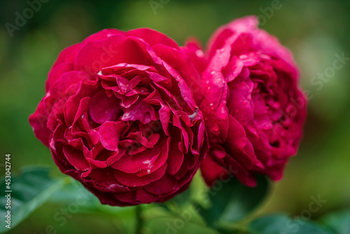 red roses in the garden © Maksim Shebeko