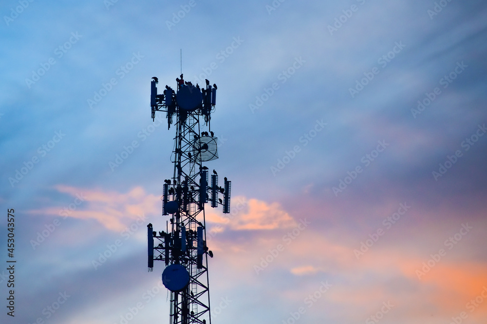 silhouette  of a flock of American black vultures on a tower in the sunset