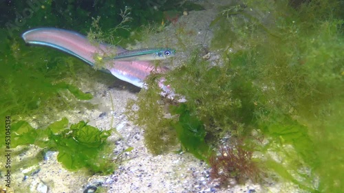 Fish of the Black Sea, Roche's snake blenny (Ophidion rochei),  .Actinopterygii. photo