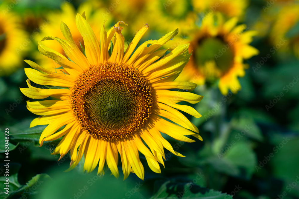 Sunflower on summer background.Selective focus.Sunflowers field background.close up of sunflower texture Sunflower on summer background.Selective focus.Sunflowers field background.close up of sunflower texture